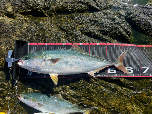 ワラサの釣果