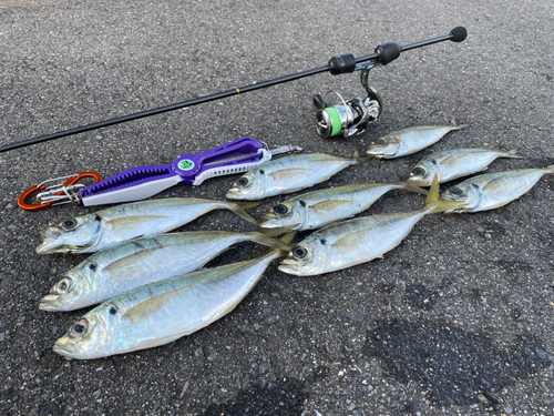 アジの釣果