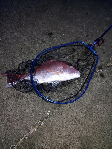 タイの釣果