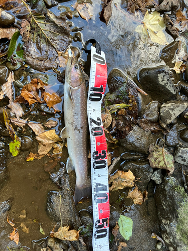 アメマスの釣果