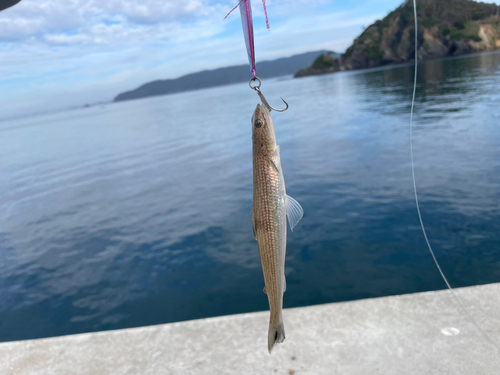 エソの釣果