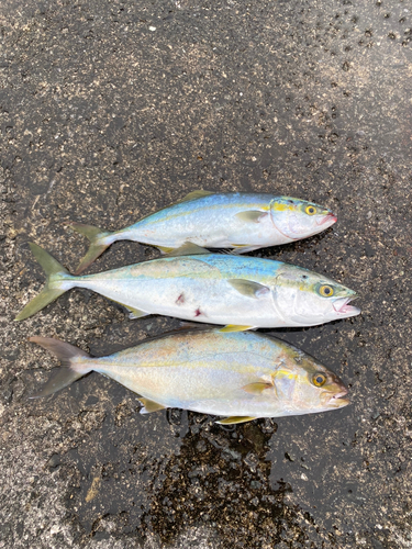 カンパチの釣果