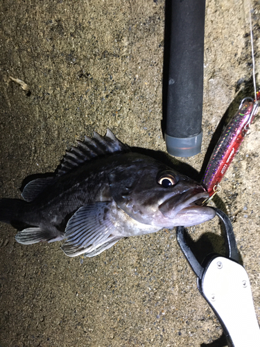 クロソイの釣果