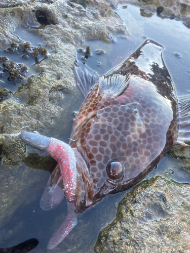 オオモンハタの釣果