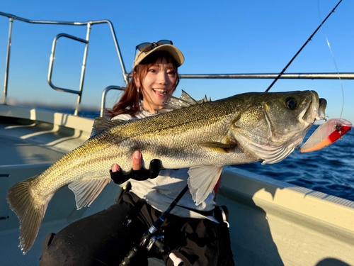 シーバスの釣果