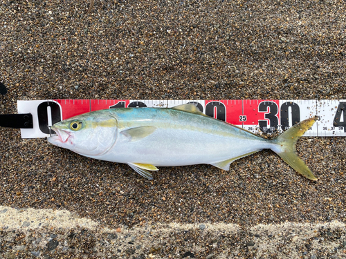 ワカシの釣果