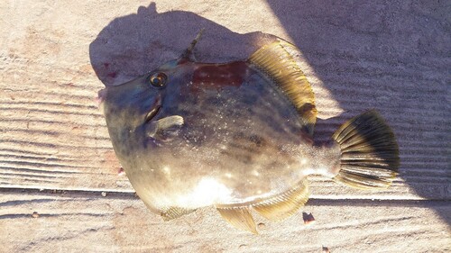 カワハギの釣果