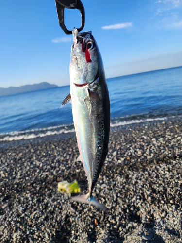 ソウダガツオの釣果