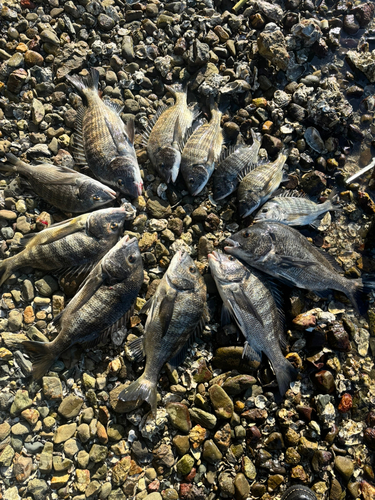 クロダイの釣果