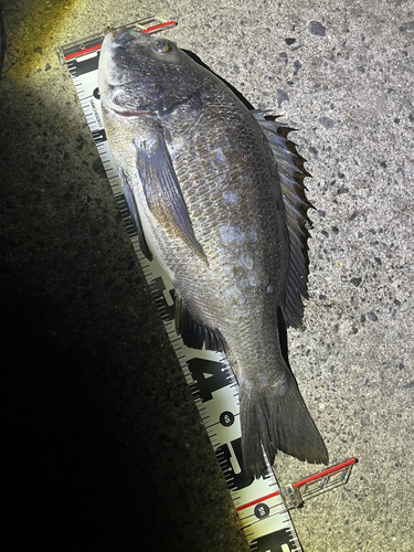 クロダイの釣果