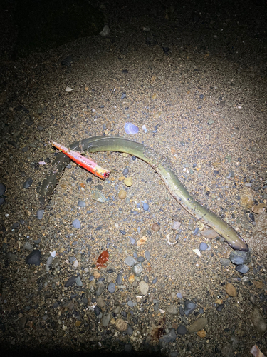 ウナギの釣果