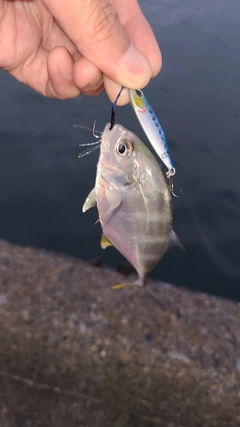 メッキの釣果