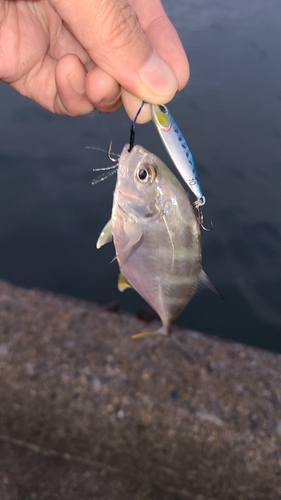 メッキの釣果