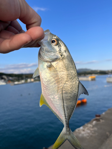 メッキの釣果