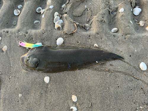 シタビラメの釣果