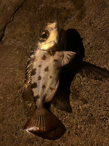 ゴマヒレキントキの釣果