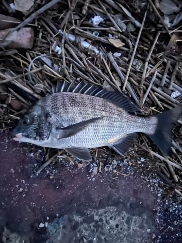 チヌの釣果