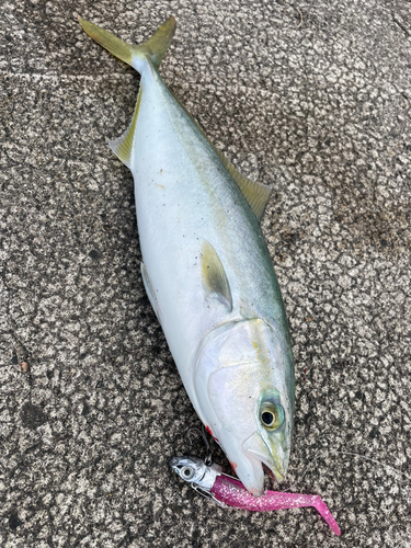 イナダの釣果