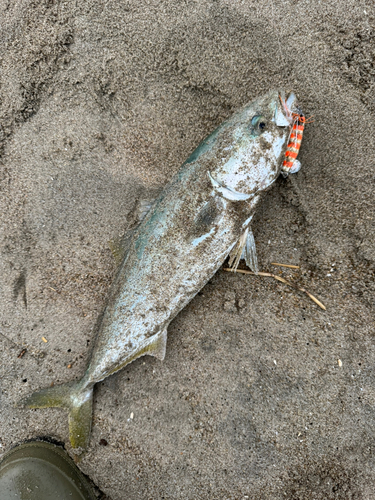 イナダの釣果