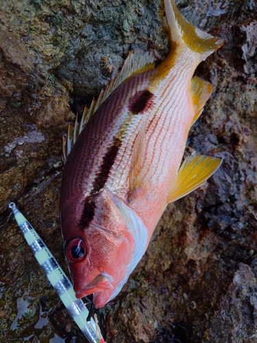 ヨコスジフエダイの釣果