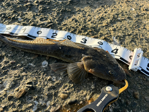 マゴチの釣果