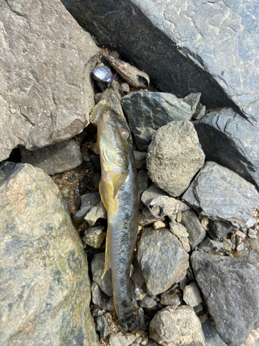 マハゼの釣果