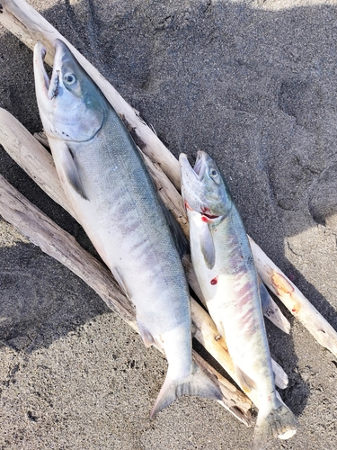 サケの釣果