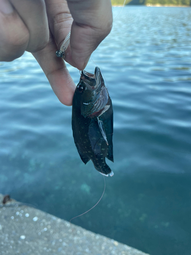 アザハタの釣果