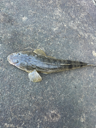 マゴチの釣果