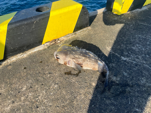 イシガキフグの釣果