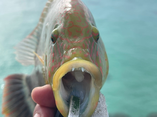 ミツバモチノウオの釣果