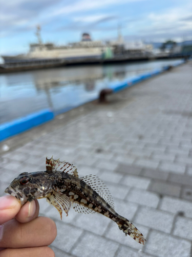 アサヒアナハゼの釣果