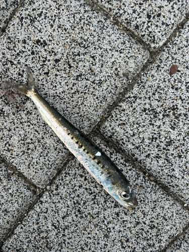 イワシの釣果