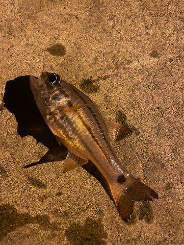 アザハタの釣果