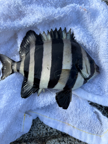 イシダイの釣果