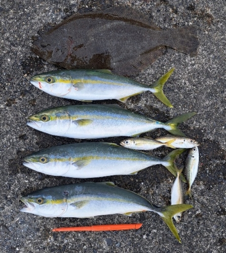 ツバスの釣果