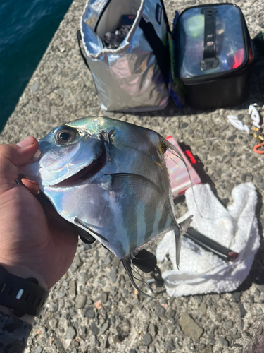 イトヒキアジの釣果