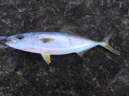 イナダの釣果