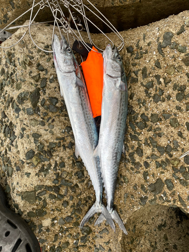 サゴシの釣果