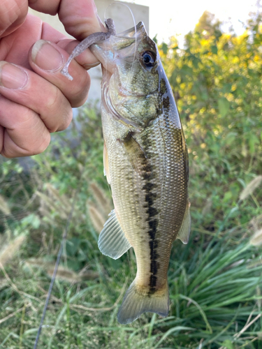 ラージマウスバスの釣果