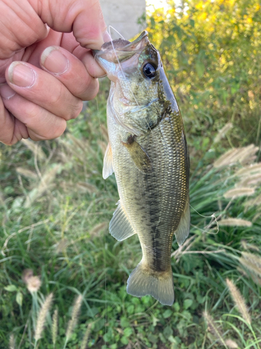 ラージマウスバスの釣果