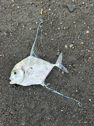 イトヒキアジの釣果