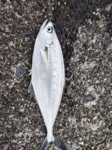 イケカツオの釣果