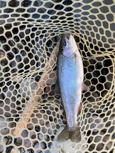 ニジマスの釣果