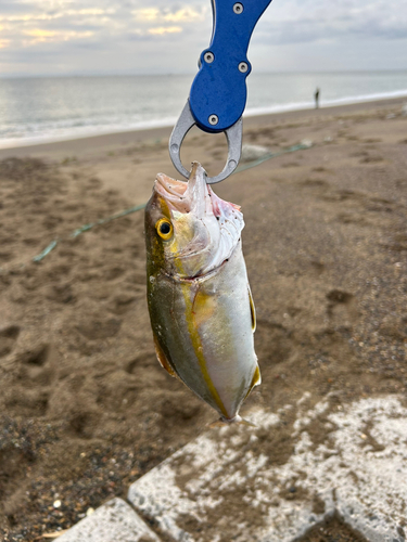 カンパチの釣果