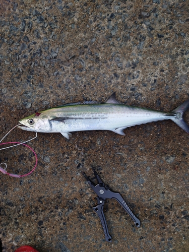 サゴシの釣果