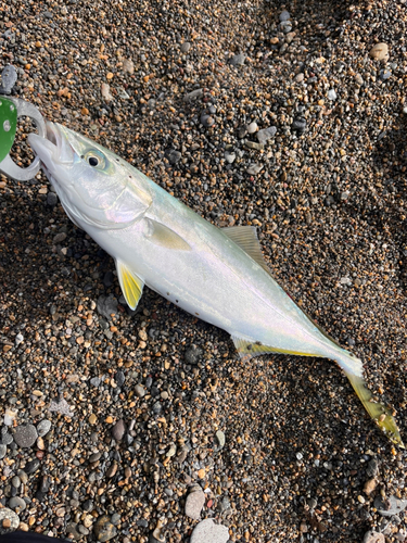 ワカシの釣果