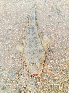 マゴチの釣果