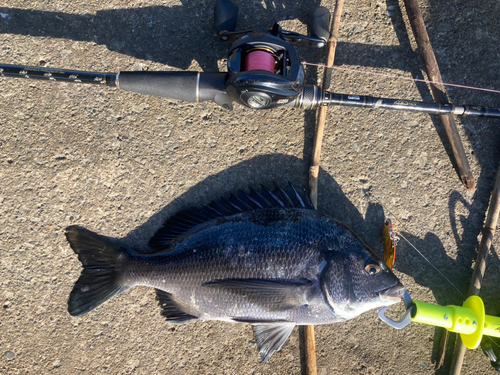 チヌの釣果