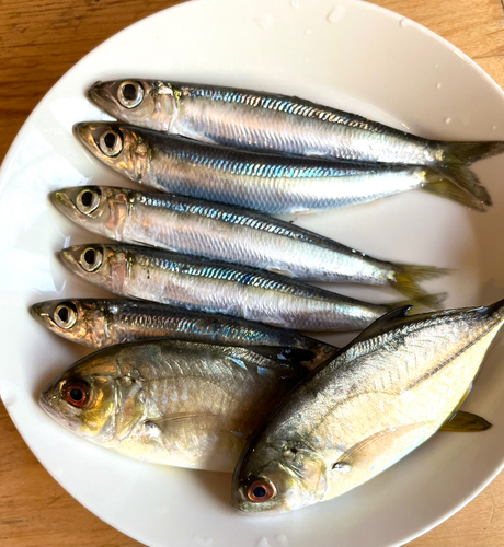 イワシの釣果